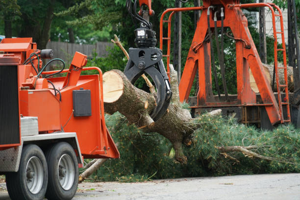 Nassau Village Ratliff, FL  Tree Services Company