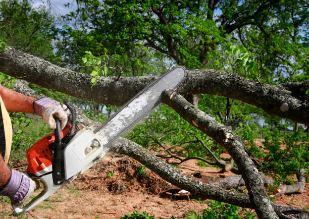 Why Choose Our Tree Removal Services in Nassau Village Ratliff, FL?